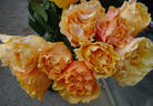 Campanella Peach rose photo