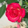 Alabama rose photo