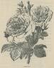 Camoëns rose photo