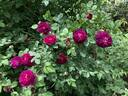 Rook rose photo