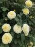 High Voltage rose photo
