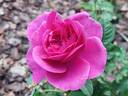 James L. Austin rose photo