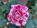 Arlette ® rose photo