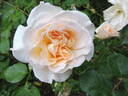 Poustinia rose photo