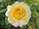 The Sun and the Heart rose photo