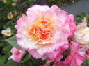 Country Girl rose photo