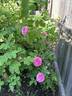 Duchesse de Rohan rose photo