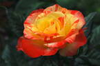 Chihuly ® rose photo