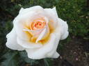 Téléthon ® rose photo
