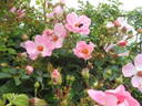 Sweet Haze rose photo