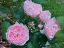 Redouté rose photo