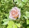 13-1RDS rose photo