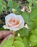 13-1RDS rose photo
