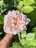 13-1RDS rose photo