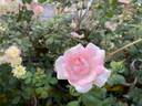 Centenaire de Lourdes rose photo