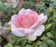 Centenaire de Lourdes rose photo