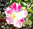 Deanna Krause rose photo