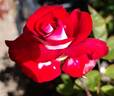 Ladybug rose photo