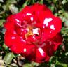 Ladybug rose photo
