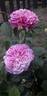 Lavander Vaza ® rose photo
