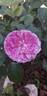 Lavander Vaza ® rose photo