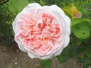 Saint Swithun rose photo