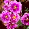 Eyeconic ® Plum Lemonade rose photo