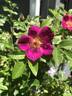 Singularly Beautiful rose photo