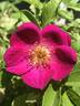 Singularly Beautiful rose photo