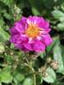 Heinrich Karsch rose photo