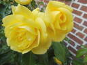 Emil Nolde rose photo
