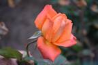 Corso ® rose photo