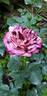 Magdas Rose rose photo
