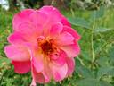 Souvenir de Jean Ginet rose photo