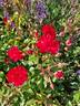 Rotilia ® rose photo