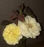 Nadia Zerouali ™ rose photo
