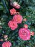 Coral Cove rose photo