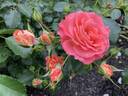 Coral Cove rose photo