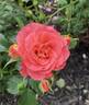 Coral Cove rose photo