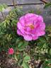 AKA-173-19 rose photo