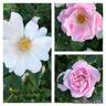 AKA 163-18 canina rose photo