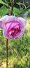 Colcestria rose photo