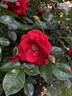 Como Park rose photo