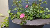 Flower Carpet ® Apple Blossom rose photo