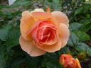 Hansestadt Rostock rose photo