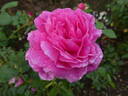 Eufemia rose photo