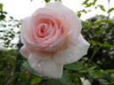 Graciosa rose photo