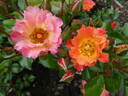 Bee Proud rose photo