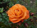 Phoenix rose photo
