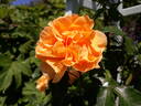 Cup of Gold rose photo